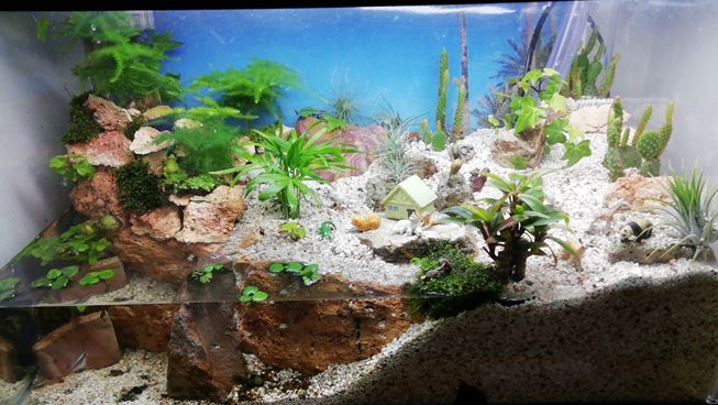 アクアテラリウム画像